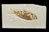 Fossil Fish (Knightia) - Wyoming #159560-1